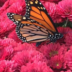 Meet your Posher, Susanne